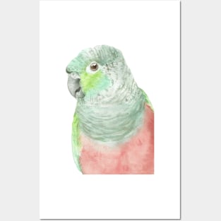 crimson-bellied parakeet watercolor portrait Posters and Art